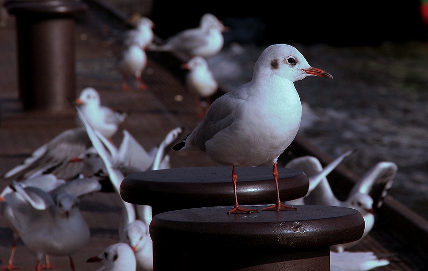 Foto de Barcelona (Cataluña), España