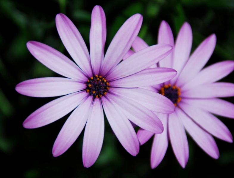 Foto de Barcelona (Cataluña), España