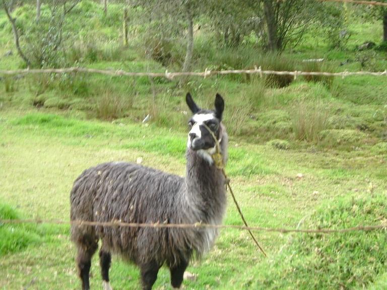 Foto de Villapinzón, Colombia