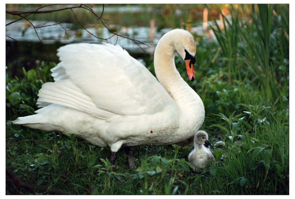 Foto de Camprodon (Girona), España