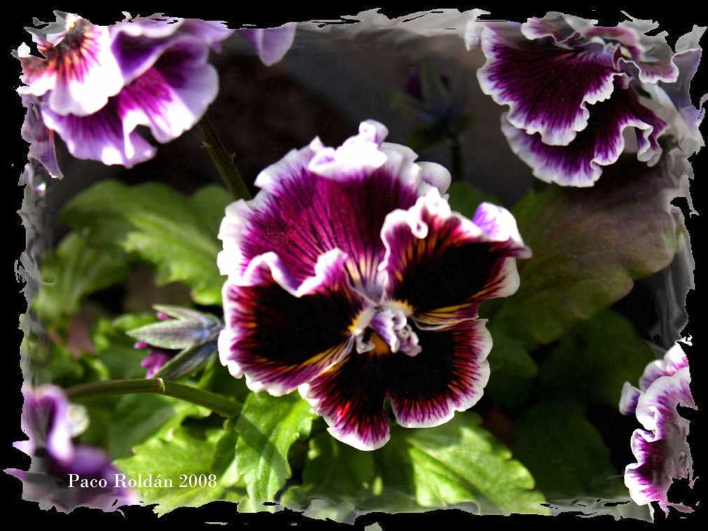 Foto de Helsinki, Finlandia