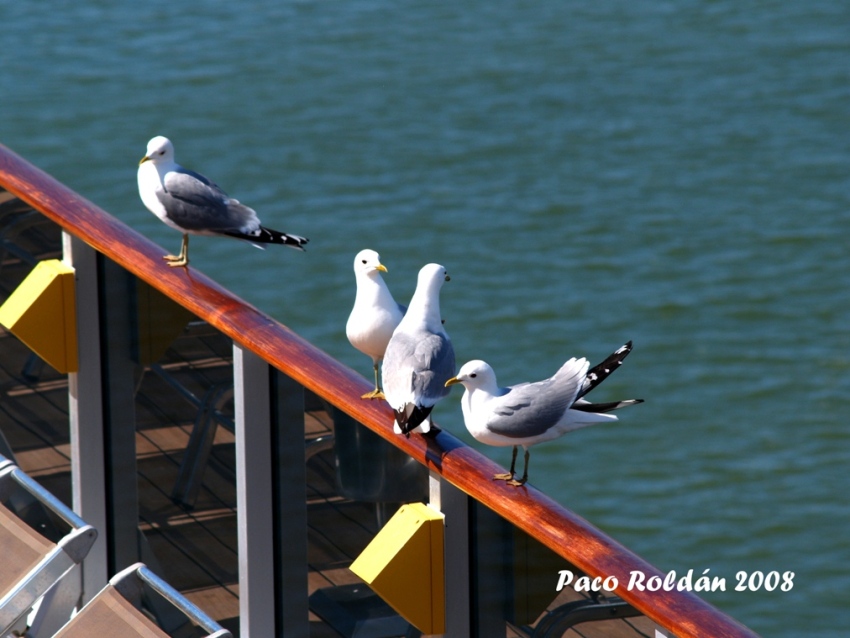 Foto de Helsinki, Finlandia