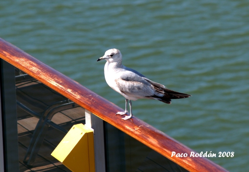 Foto de Helsinki, Finlandia