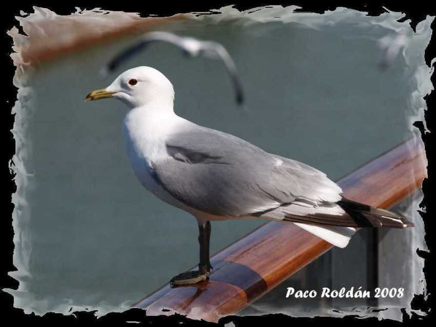 Foto de Helsinki, Finlandia