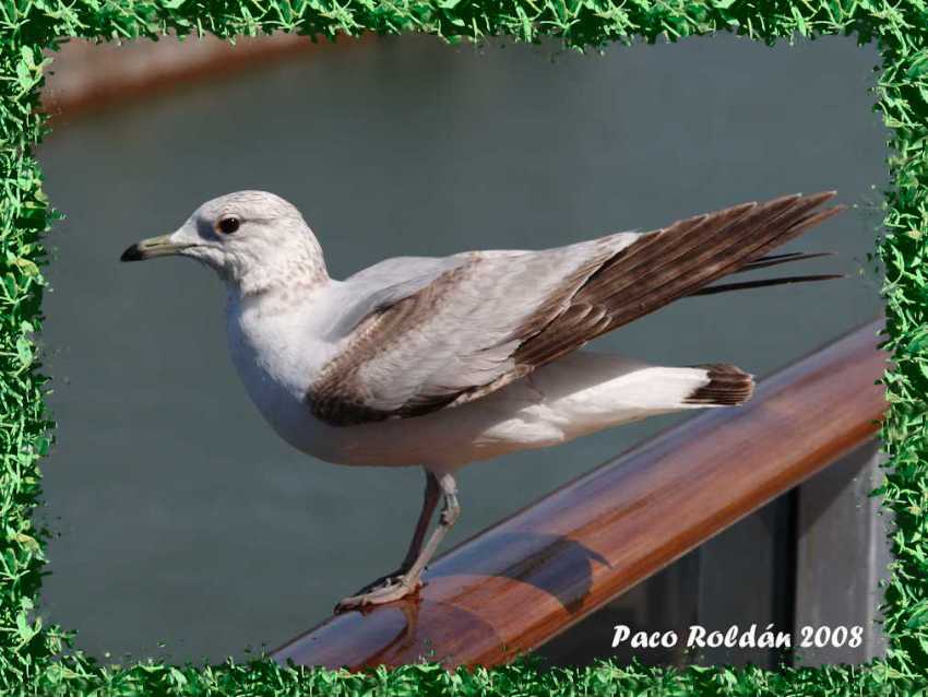 Foto de Helsinki, Finlandia