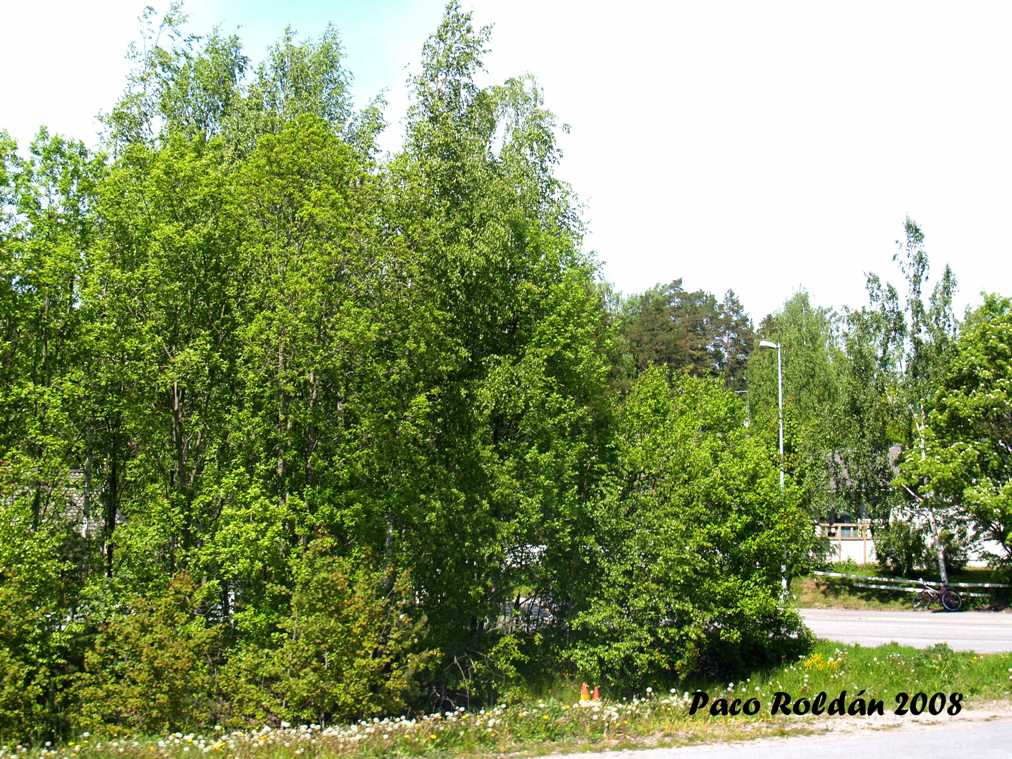 Foto de Helsinki, Finlandia