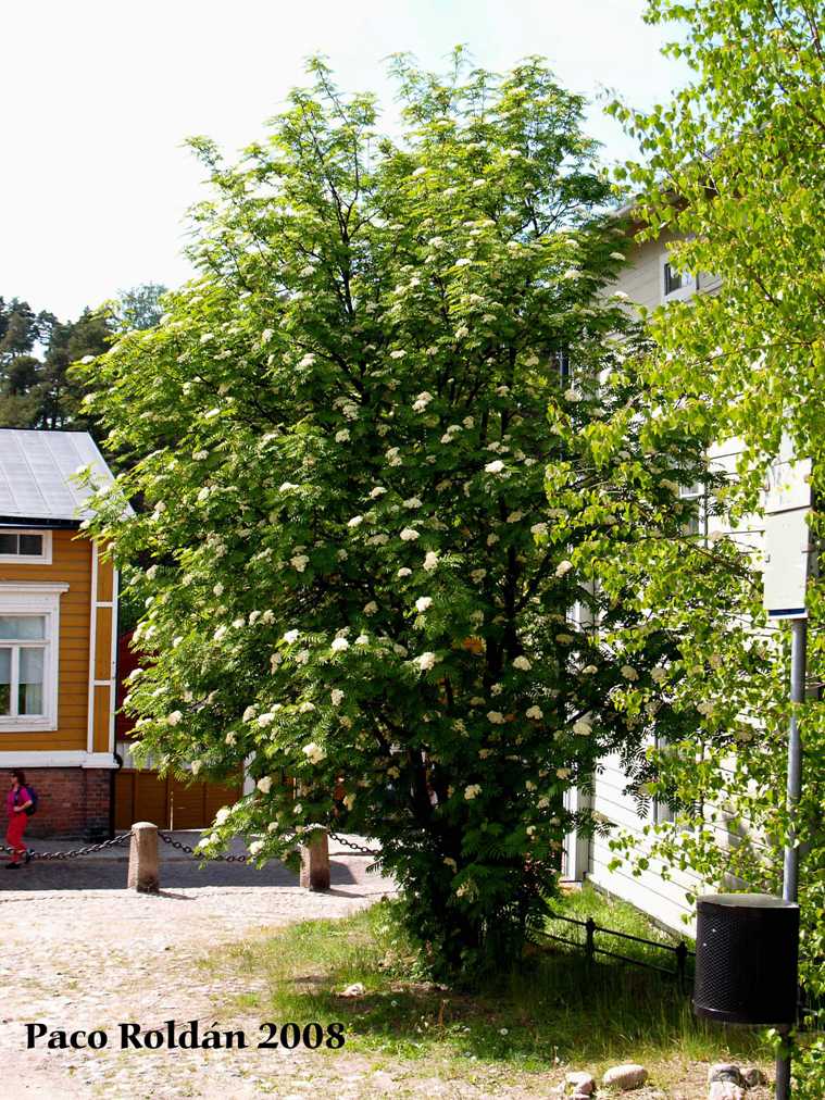 Foto de Porvoo, Finlandia