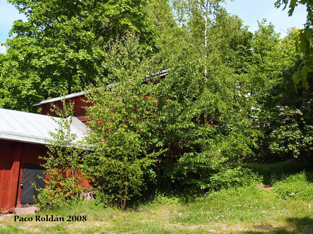 Foto de Porvoo, Finlandia