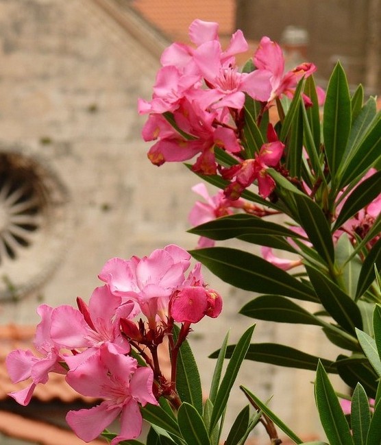 Foto de Roma, Italia