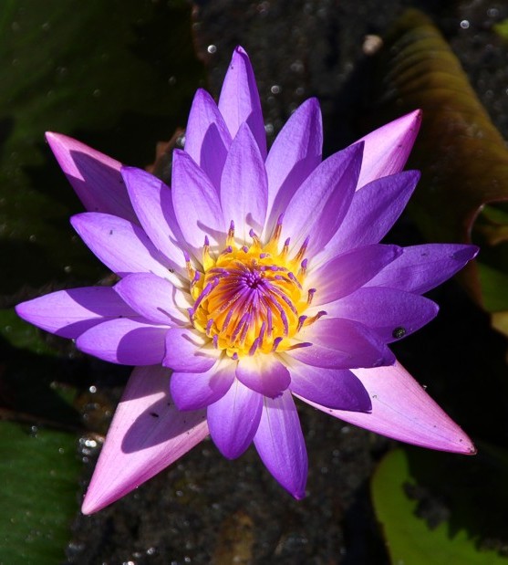 Foto de Barcelona (Cataluña), España