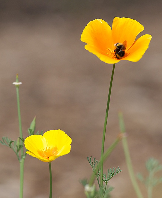 Foto de Barcelona (Cataluña), España