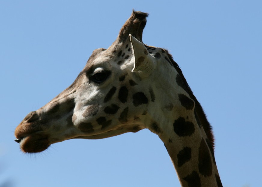 Foto de Barcelona (Cataluña), España