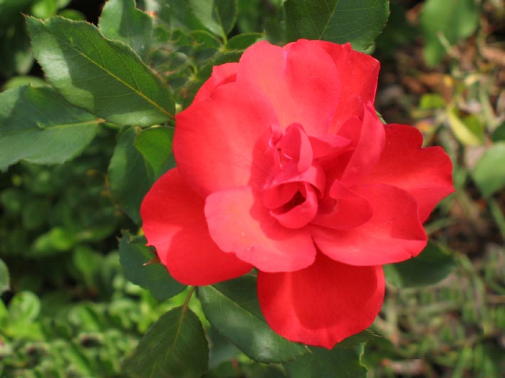 Foto de Barcelona (Cataluña), España