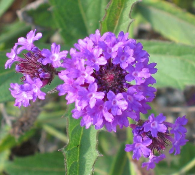 Foto de Barcelona (Cataluña), España