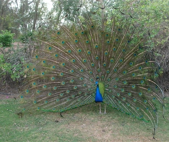 Foto de Tenerife (Santa Cruz de Tenerife), España