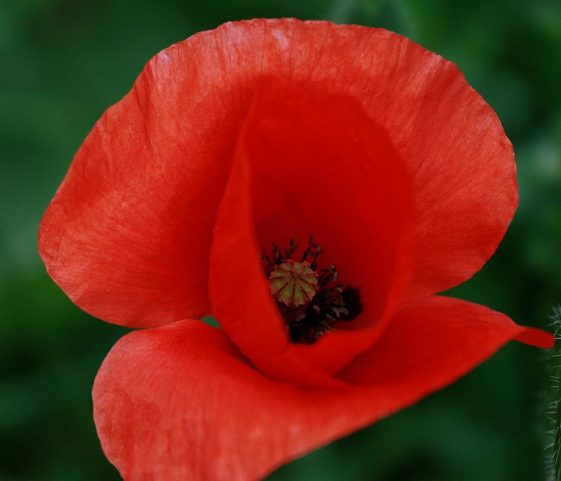 Foto de Barcelona (Cataluña), España