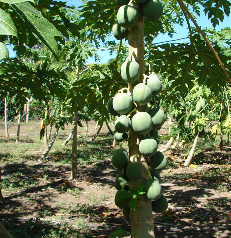Foto de Lepanto-Puntarenas, Costa Rica