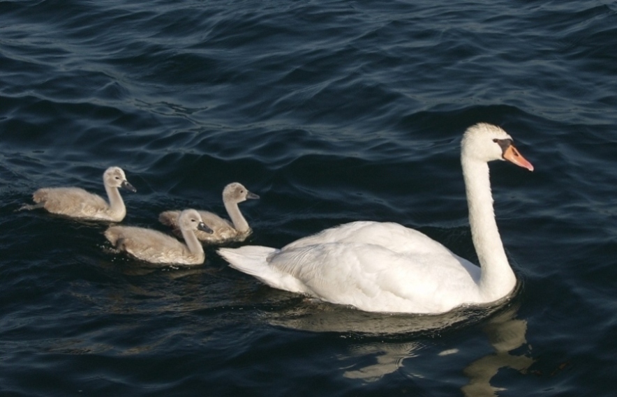 Foto de Barcelona (Cataluña), España
