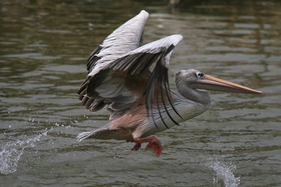 Foto de Barcelona (Cataluña), España