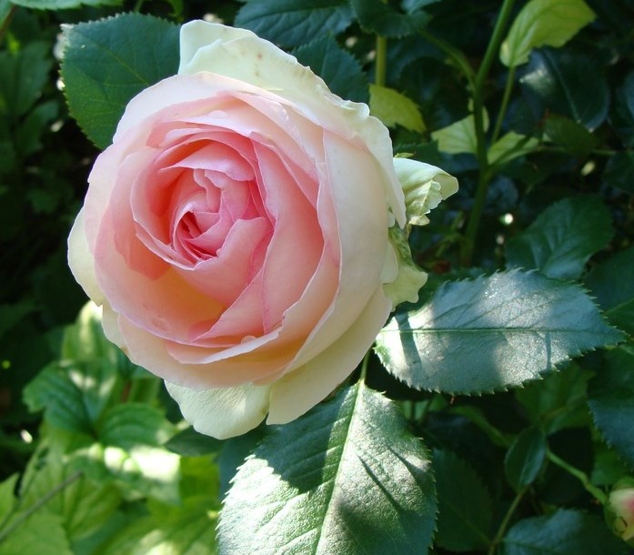 Foto de Barcelona (Cataluña), España