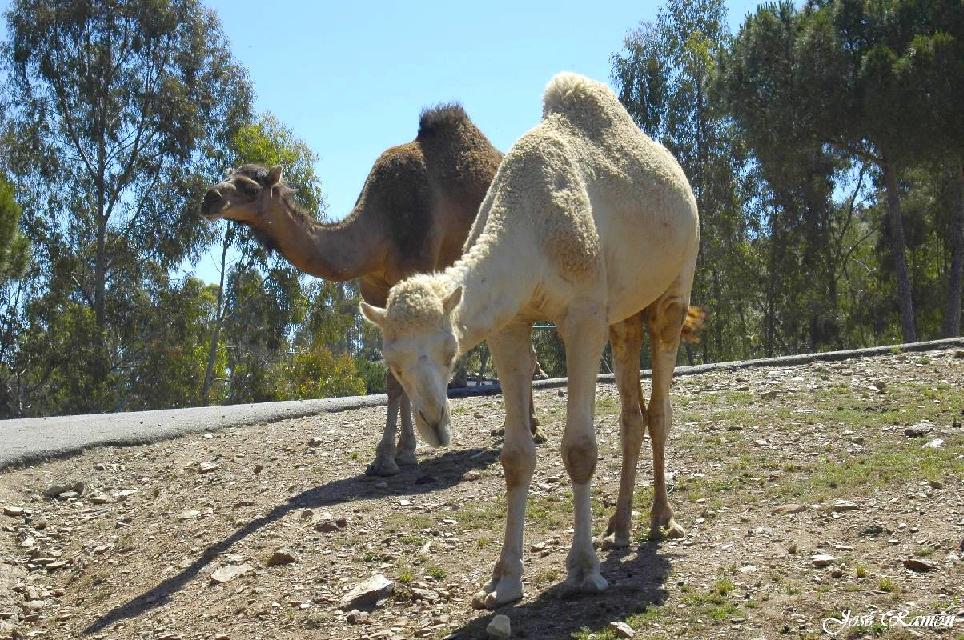 Foto de Sevilla (Andalucía), España