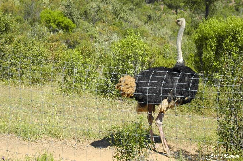 Foto de Sevilla (Andalucía), España