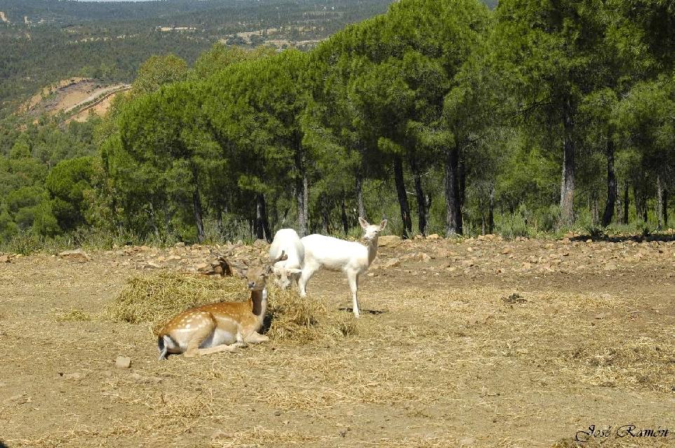 Foto de Sevilla (Andalucía), España