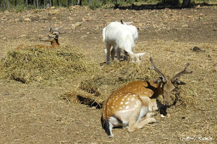Foto de Sevilla (Andalucía), España