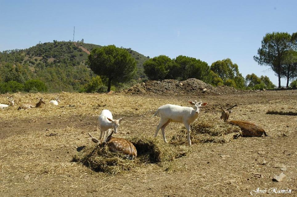 Foto de Sevilla (Andalucía), España