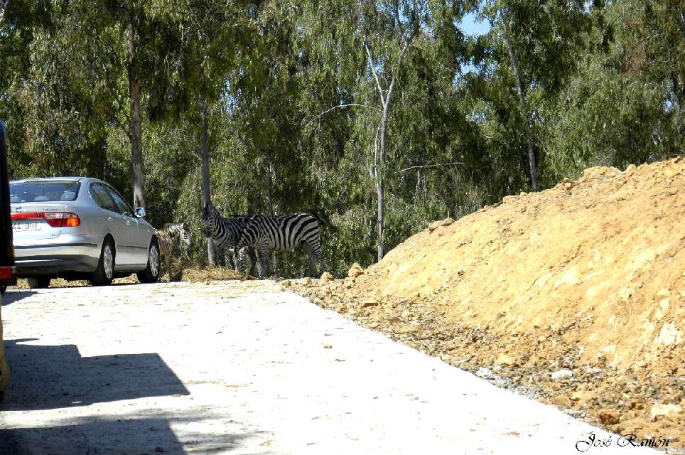 Foto de Sevilla (Andalucía), España