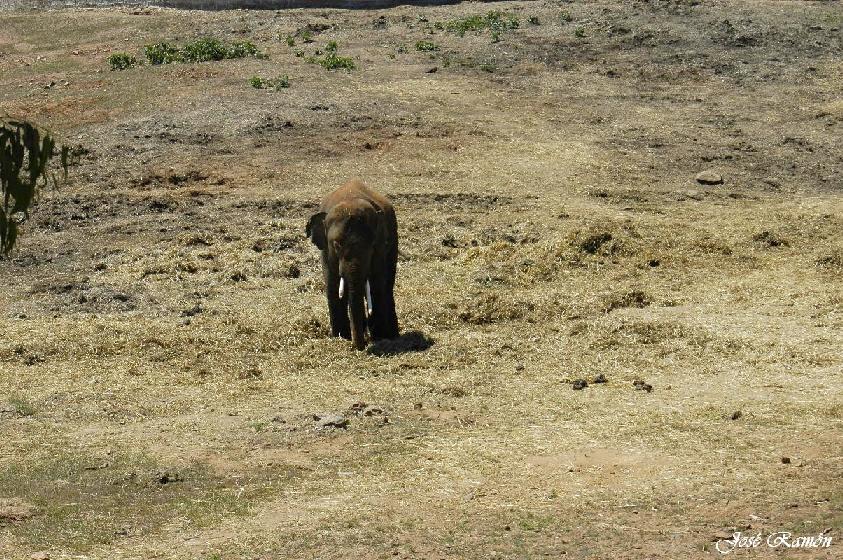 Foto de Sevilla (Andalucía), España