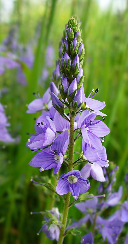 Foto de Barcelona (Cataluña), España