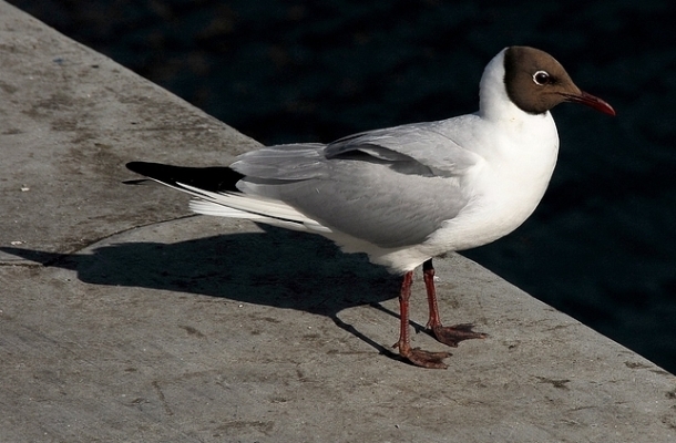 Foto de Menorca (Illes Balears), España