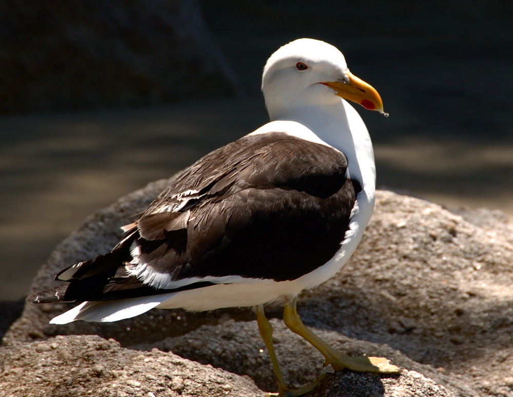 Foto de Cadaqués (Girona), España