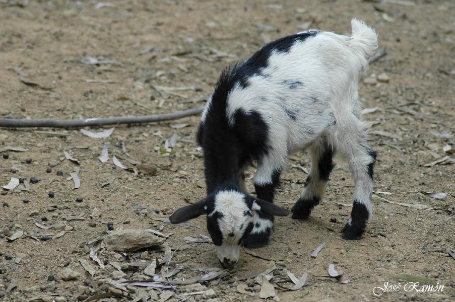 Foto de Sevilla (Andalucía), España