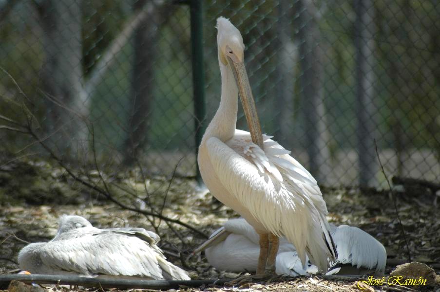Foto de Sevilla (Andalucía), España