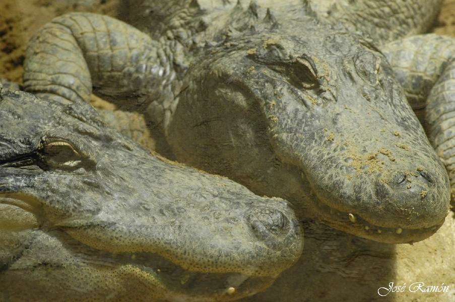 Foto de Sevilla (Andalucía), España