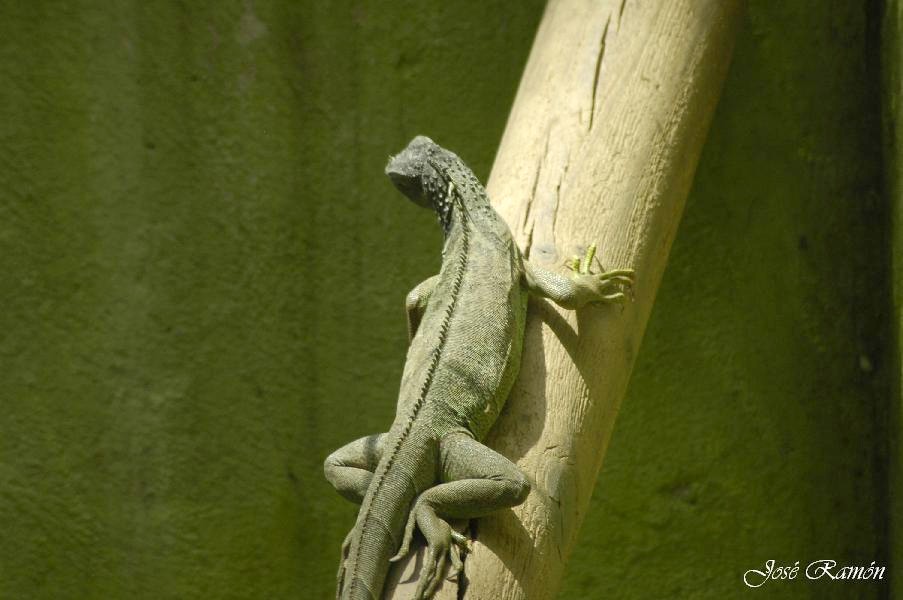 Foto de Sevilla (Andalucía), España