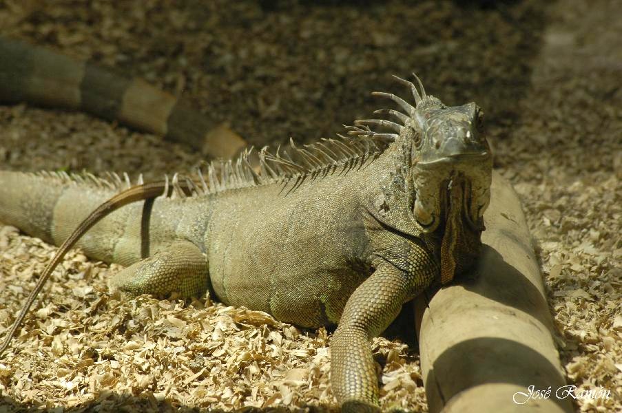 Foto de Sevilla (Andalucía), España