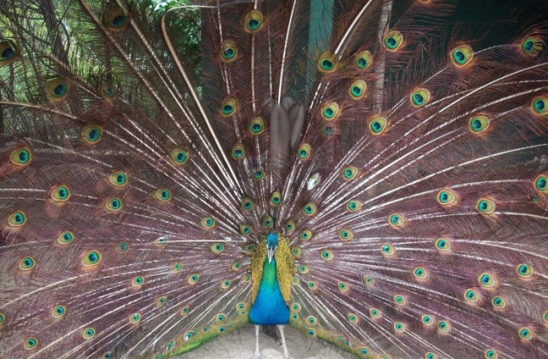 Foto de Tenerife (Santa Cruz de Tenerife), España