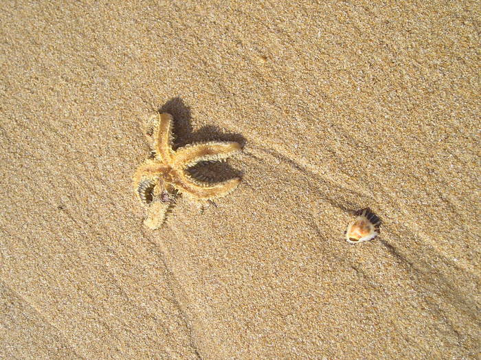 Foto de Santa Marie le plage, Francia