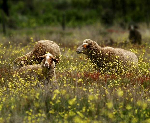 Foto de Bordeaux, Francia