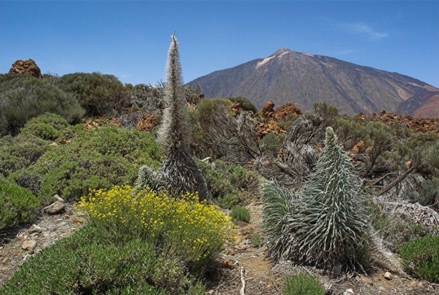 Foto de Tenerife (Santa Cruz de Tenerife), España