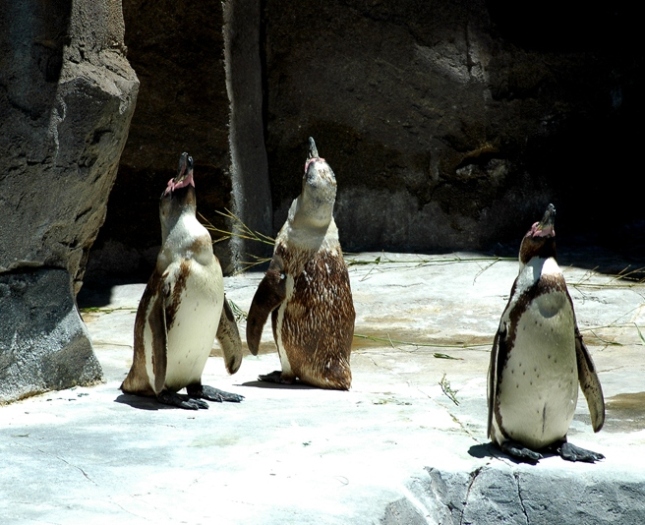 Foto de Tenerife (Santa Cruz de Tenerife), España