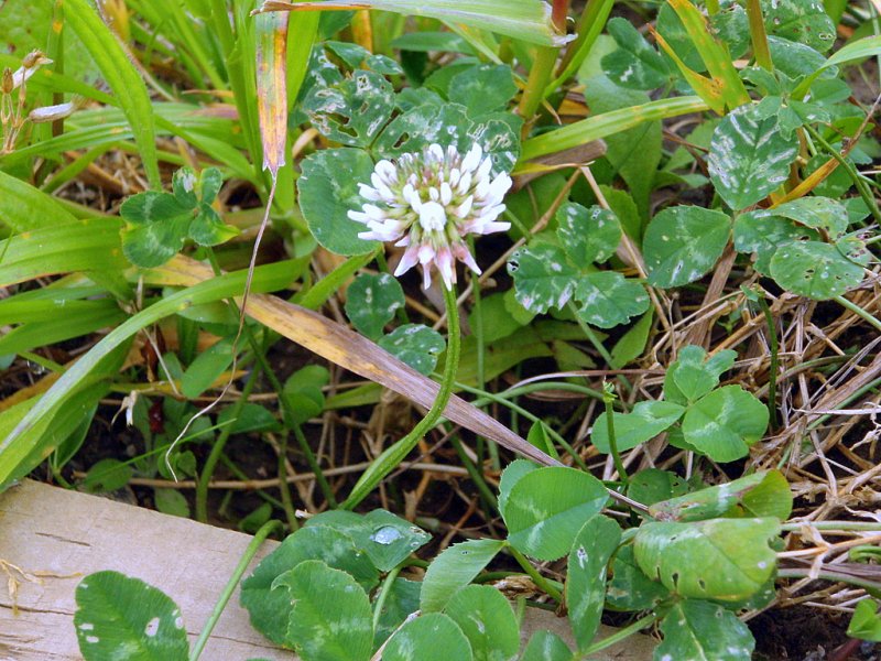 Foto de Astillero (Cantabria), España