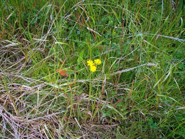 Foto de Astillero (Cantabria), España