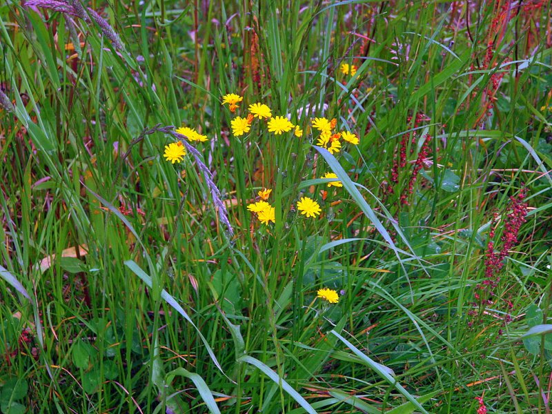 Foto de Astillero (Cantabria), España