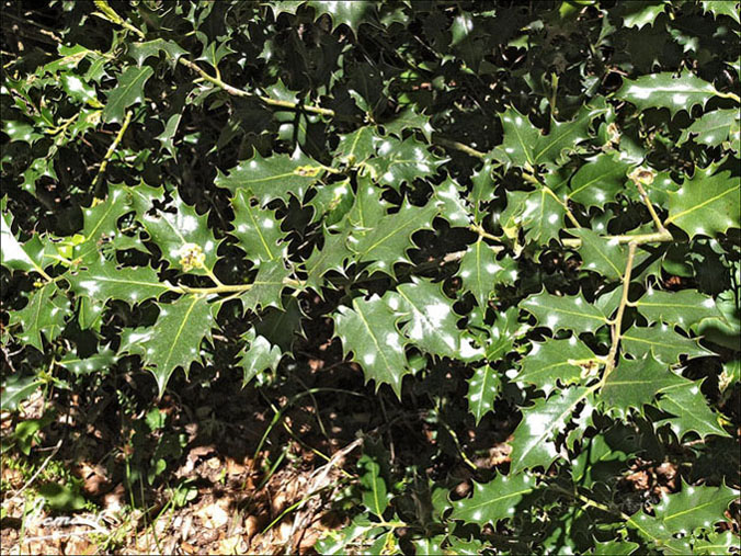 Foto de Botaya (Huesca), España