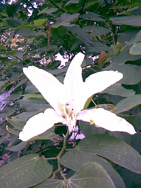 Foto de Buenos Aires, Argentina