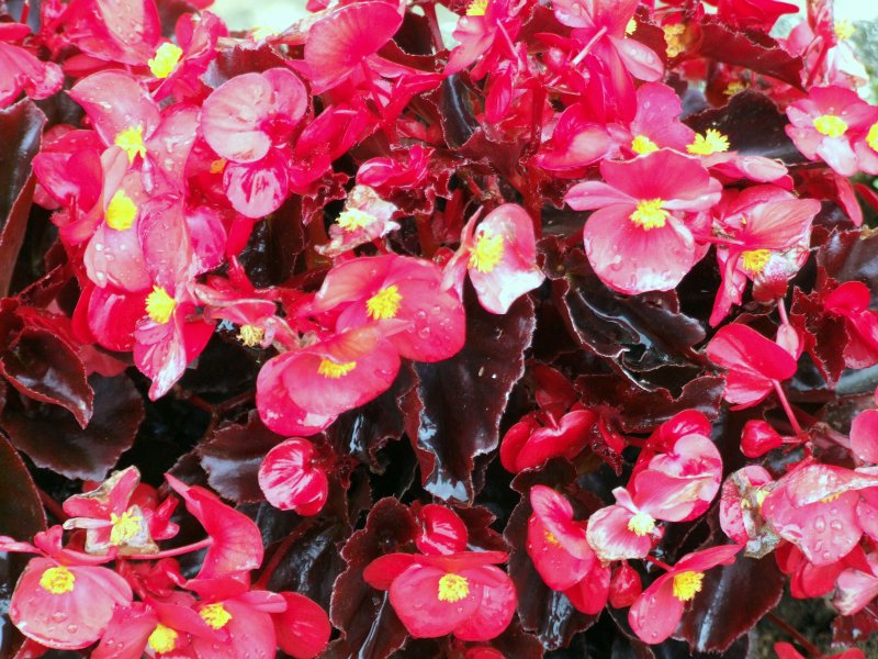 Foto de Escobedo de Camargo (Cantabria), España